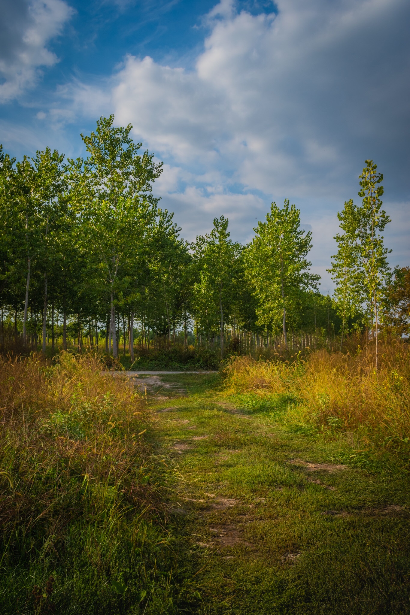 Scopri di più sull'articolo Parco del Ticino – zona Cabianca