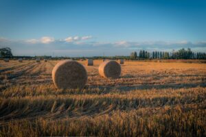 Scopri di più sull'articolo Colori di ottobre