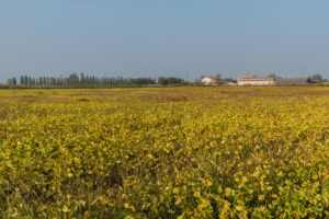 Scopri di più sull'articolo Campi di soia