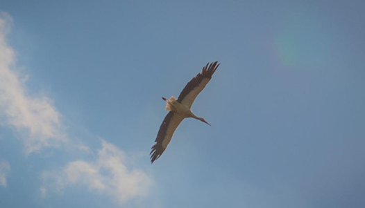 Cicogna in volo al Parco del Ticino
