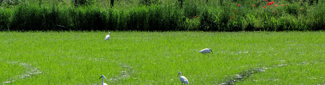 (foto fonte Ente Parco Ticino) Grande Biodiversità, Polmone verde del territorio, Barriera contro l'inquinamento e la cementificazione