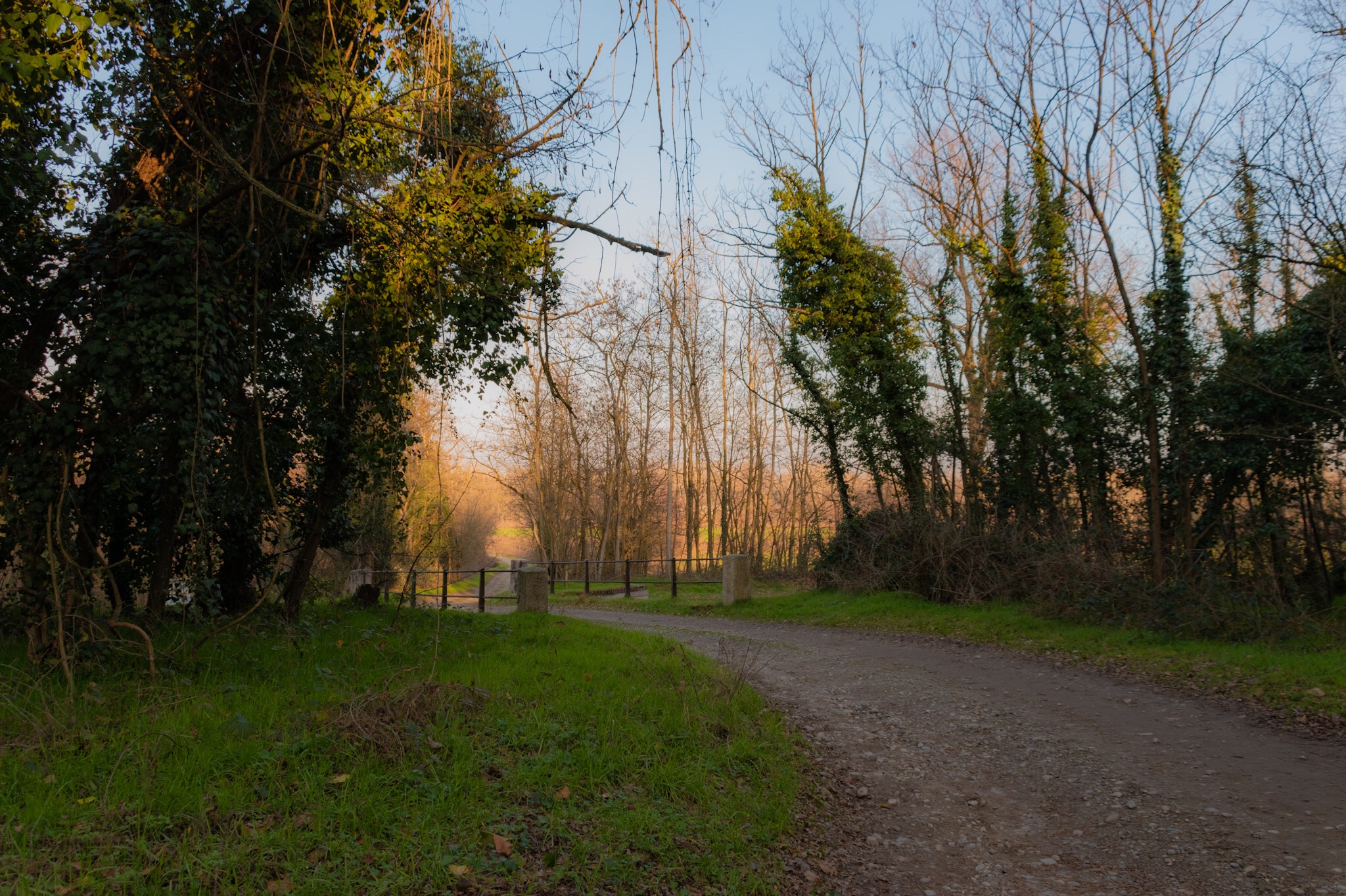 Scopri di più sull'articolo Inverno nel Parco del Ticino