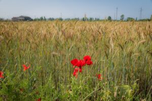 Scopri di più sull'articolo Giugno tra papaveri , camomilla e taglio del fieno