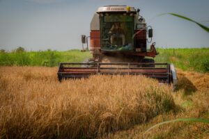 Scopri di più sull'articolo Si inizia a tagliare il frumento