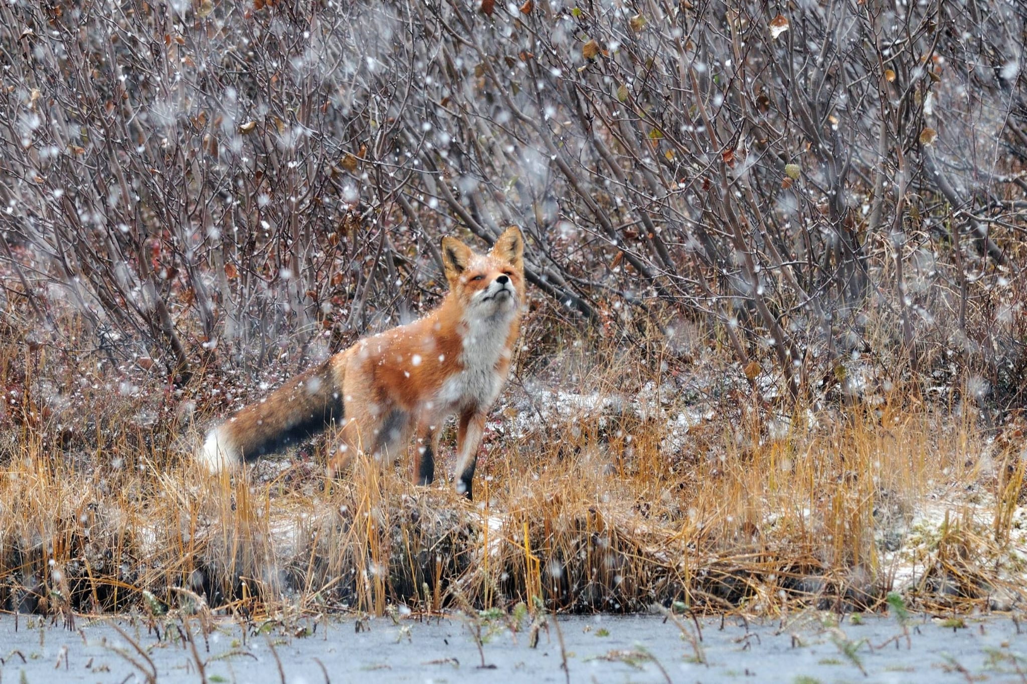 Scopri di più sull'articolo La volpe nella magia della neve
