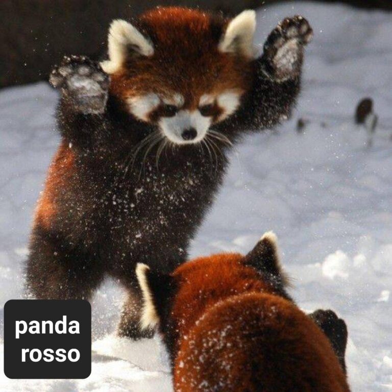 Scopri di più sull'articolo Panda rosso