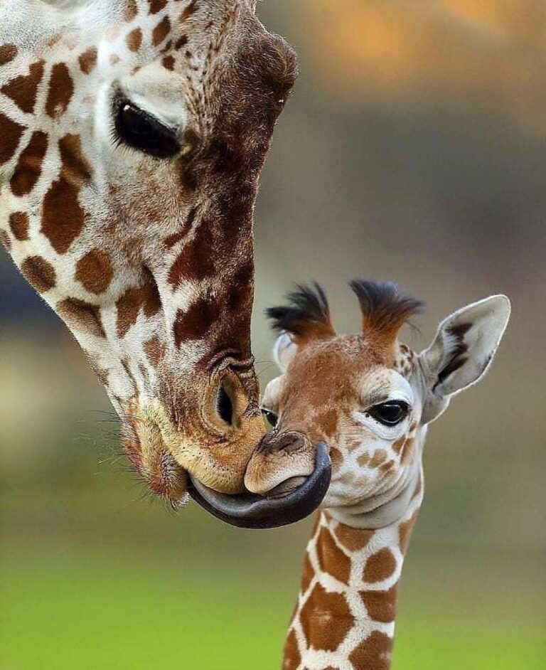 Scopri di più sull'articolo Buon anno nuovo da Giraffa e baby!
