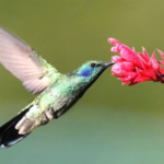 Il colibrì è una creatura speciale (in fondo all'articolo una serie di caratteristiche veramente uniche) con molto significato e simbolismo ad esso associati. Nella maggior parte dei casi, l’animale spirito colibrì è un messaggero di gioia, amore e buona fortuna: questo potente uccellino è anche un simbolo di bellezza, giocosità e resilienza.