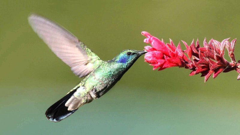Il colibrì è una creatura speciale (in fondo all'articolo una serie di caratteristiche veramente uniche) con molto significato e simbolismo ad esso associati. Nella maggior parte dei casi, l’animale spirito colibrì è un messaggero di gioia, amore e buona fortuna: questo potente uccellino è anche un simbolo di bellezza, giocosità e resilienza.
