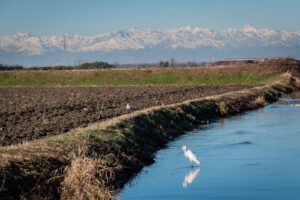 Scopri di più sull'articolo Inverno novarese