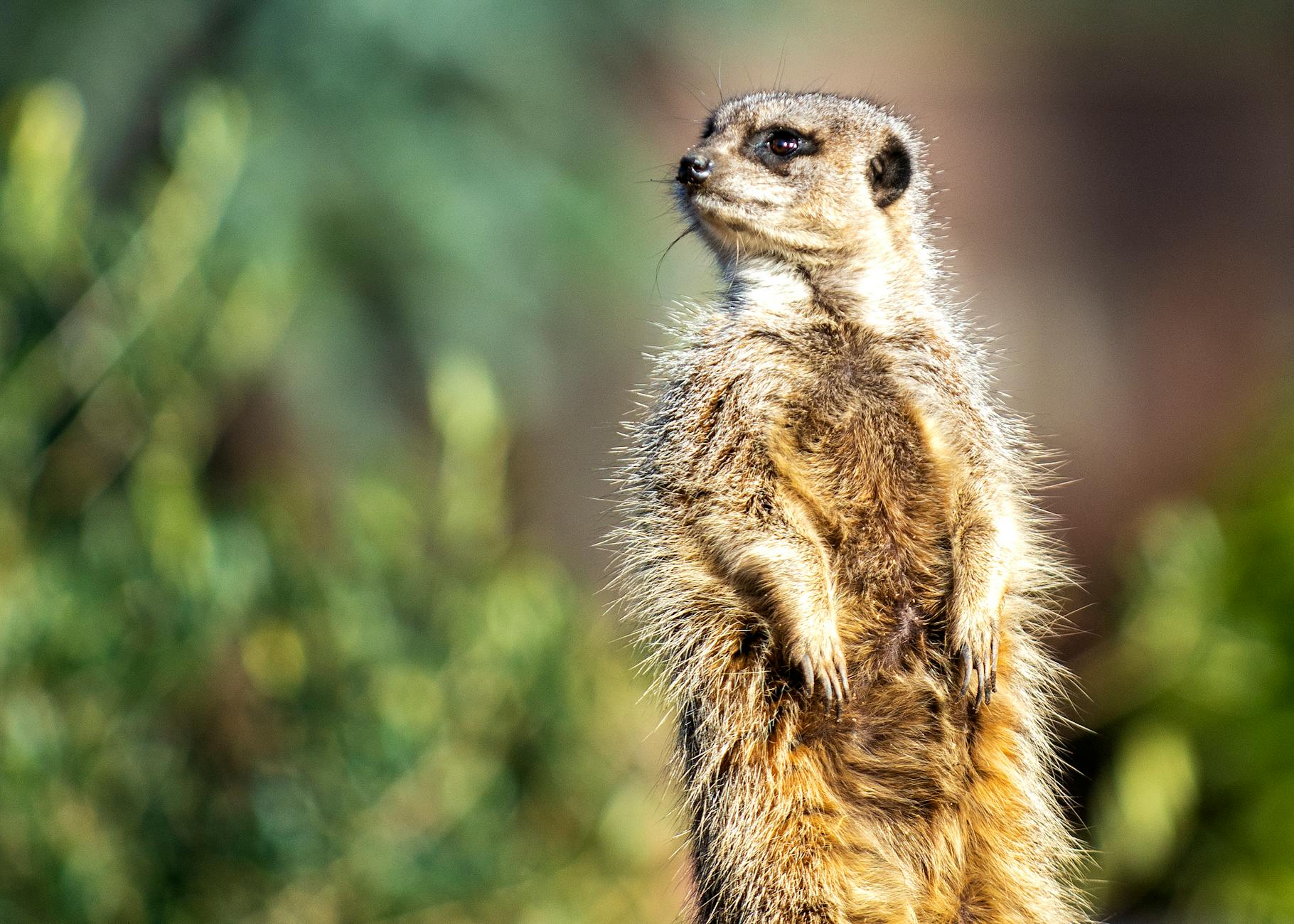 close up of standing meerkat