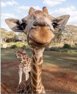 Scopri di più sull'articolo primo piano di Giraffa