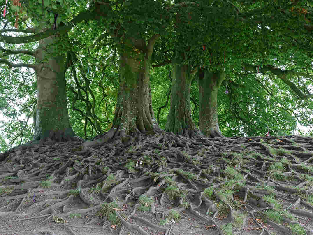 Scopri di più sull'articolo Le foreste sono simili alle famiglie umane?