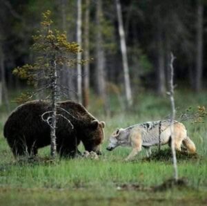 Scopri di più sull'articolo L’amicizia lupo-orso è possibile