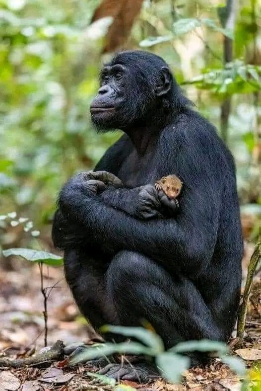 Scopri di più sull'articolo Un bonobo e la mangusta