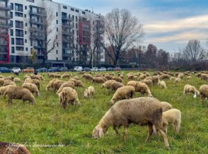 Scopri di più sull'articolo Pecore a Milano