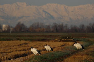 Da Cerano verso la Cascina Camerona