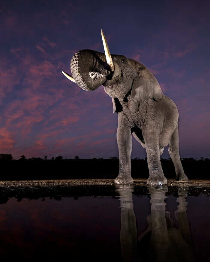 Scopri di più sull'articolo Elefante