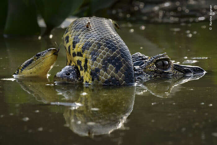 Scopri di più sull'articolo Anaconda gialla e caimano