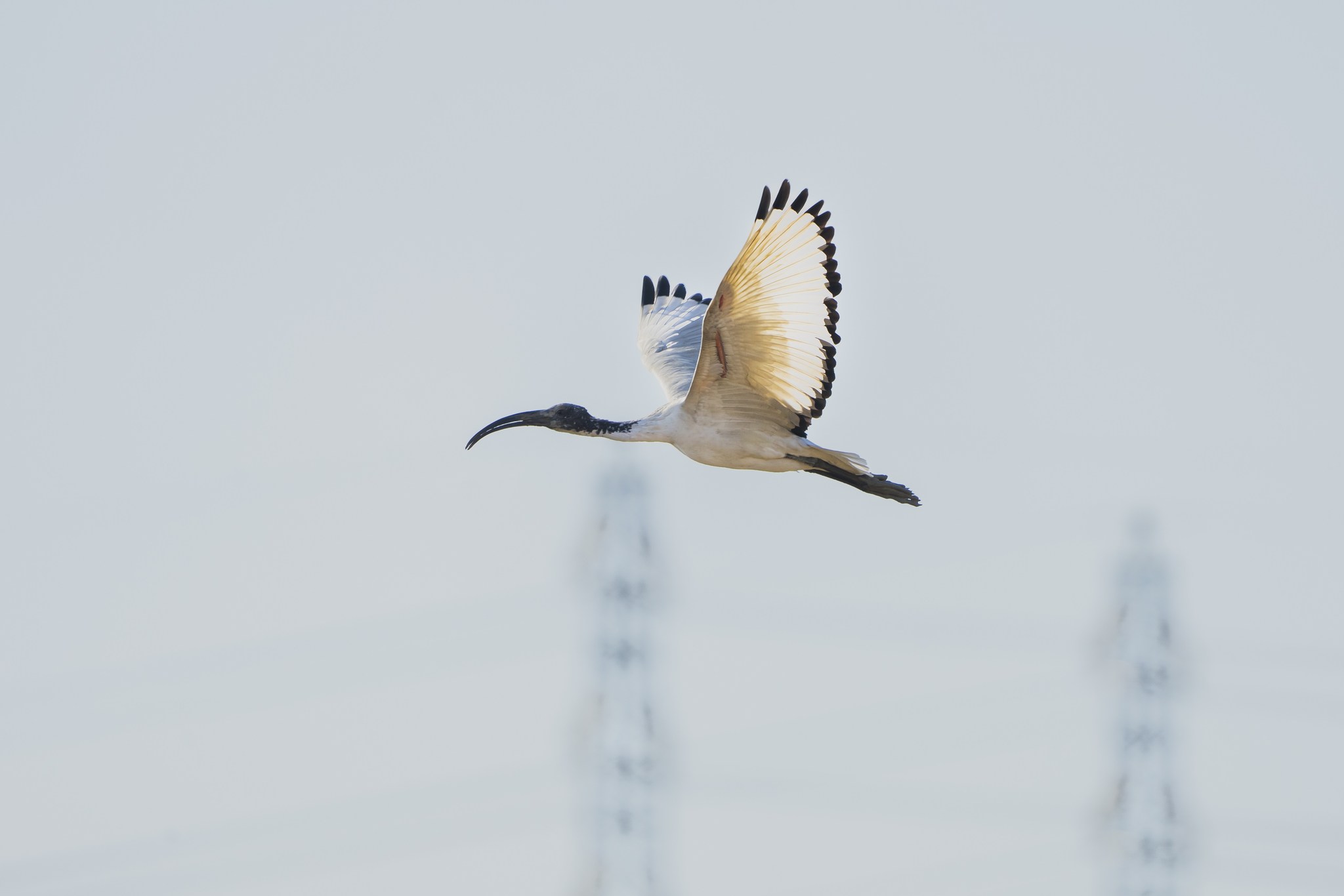 Scopri di più sull'articolo Ibis sacro in volo al “Bosco in città” (Mi)