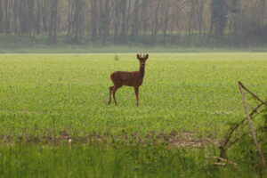 Teneri incontri nel Parco del Ticino