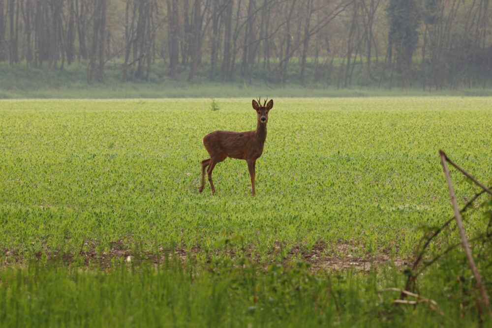 Teneri incontri nel Parco del Ticino