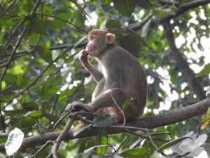 Scopri di più sull'articolo Macaco