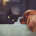 dog cat pets mammals animals 2606759