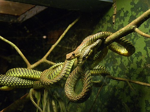 Scopri di più sull'articolo Paradise Flying Snake