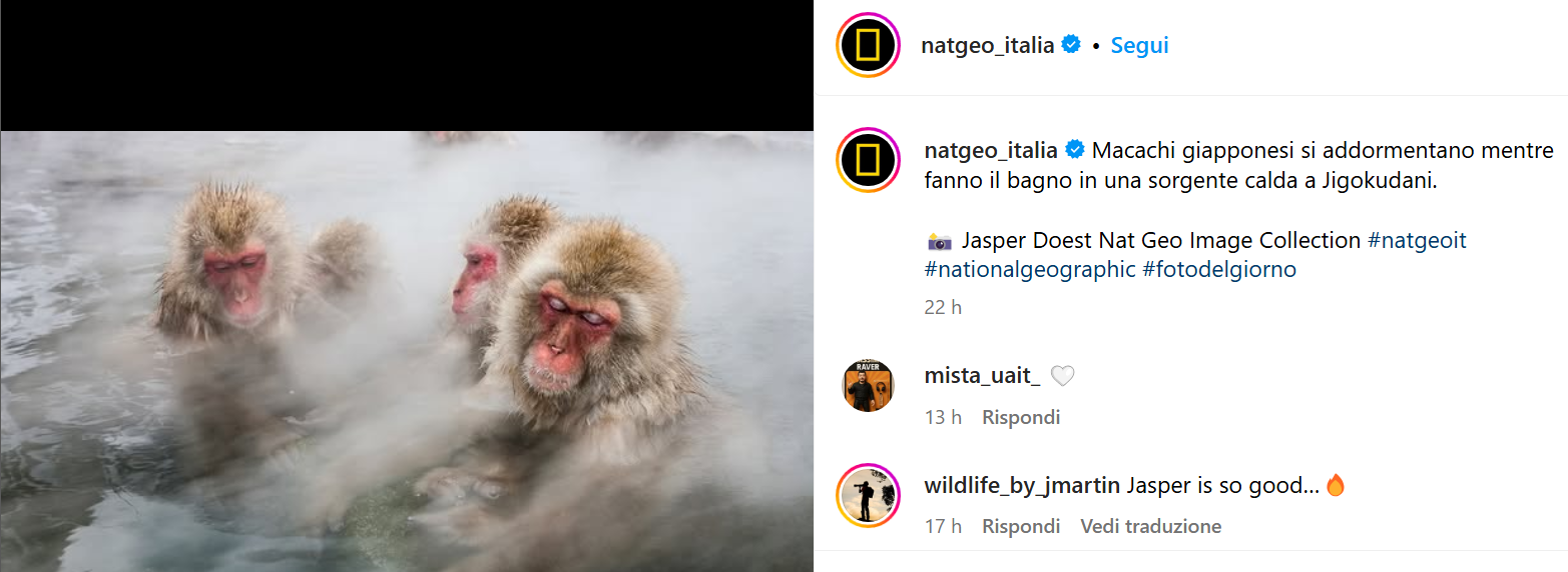 Scopri di più sull'articolo Macaco giapponese