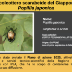 Popilia japonica: scattano le misure di contenimento anche a Trecate