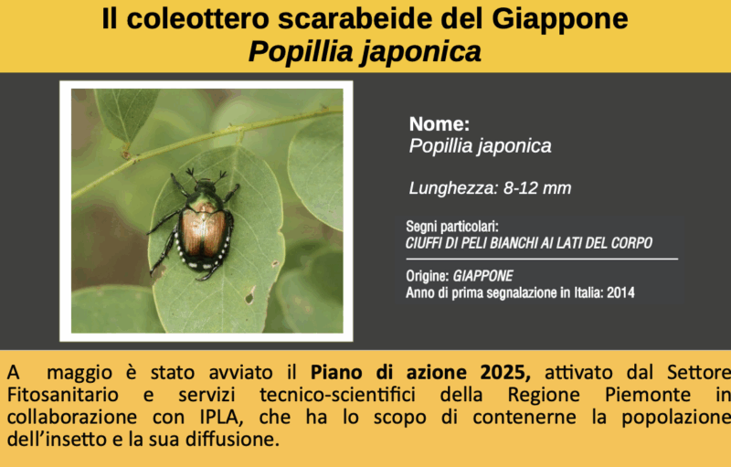 Popilia japonica: scattano le misure di contenimento anche a Trecate