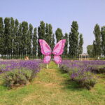 Il festival della lavanda alla Cascina Picchetta di Cameri
