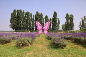 Il festival della lavanda alla Cascina Picchetta di Cameri