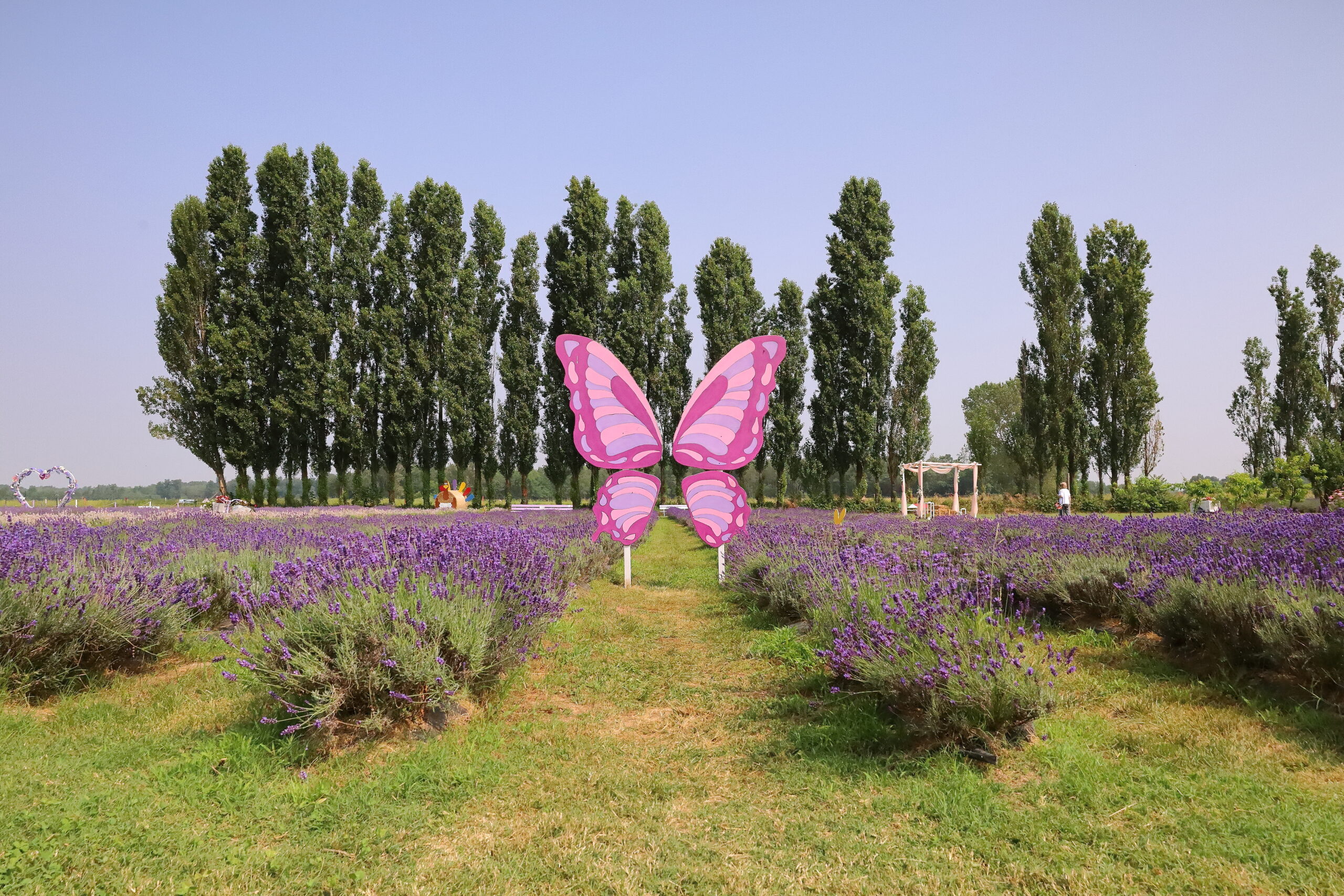 Il festival della lavanda alla Cascina Picchetta di Cameri