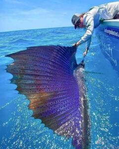 Scopri di più sull'articolo Pesce vela