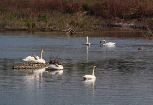 Caccia fotografica nel Parco del Ticino