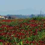 Coltivazione di trifoglio incarnato nella Bassa Novarese