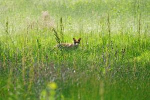 Scopri di più sull'articolo Volpe in un parco cittadino milanese (Parco delle Cave)