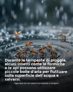 Scopri di più sull'articolo Quando piove…