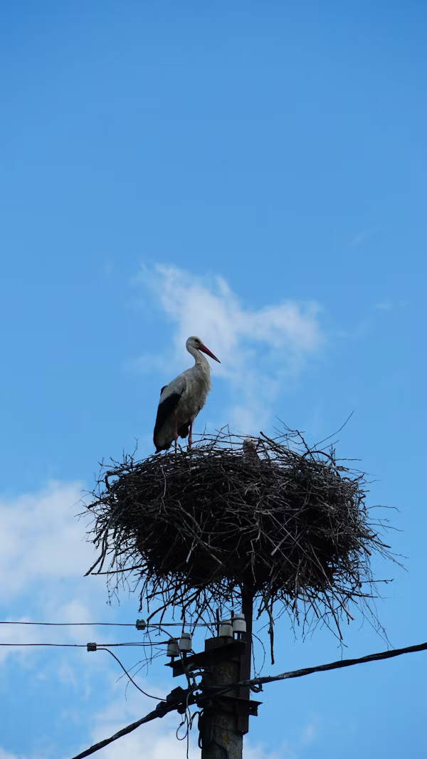 Scopri di più sull'articolo La regina del cielo e simbolo di rinascita nel Parco del Ticino: equilibrio prezioso tra natura, biodiversità e presenza umana.