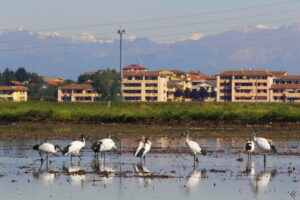 Ibis sacri nella Bassa Novarese