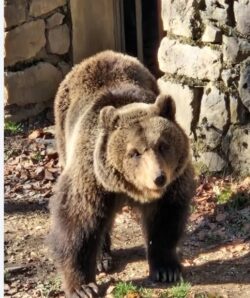 Scopri di più sull'articolo Orso in “cella”
