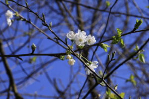 La rinascita primaverile della natura nel Parco del Ticino