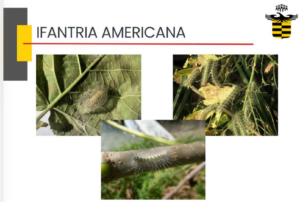Magenta: intervento contro l’ifantria americana, trattate 270 piante