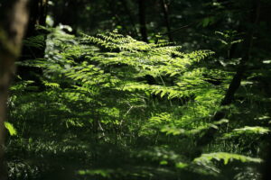 Nel bosco incantato del Parco del Ticino