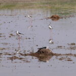La nursery dei...Cavalieri d'Italia (himantopus himantopus)