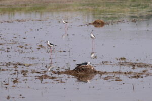 La nursery dei...Cavalieri d'Italia (himantopus himantopus)