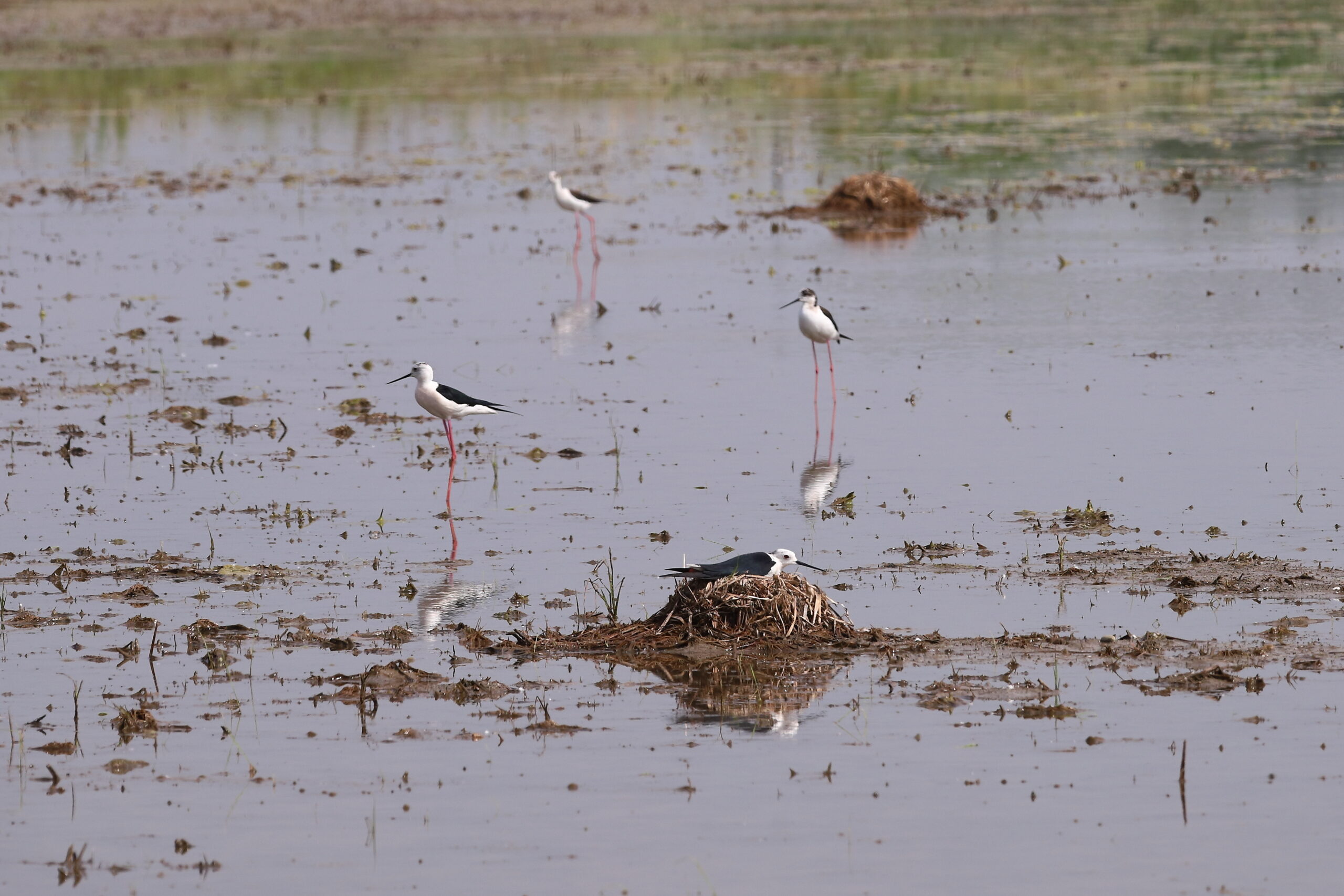 La nursery dei...Cavalieri d'Italia (himantopus himantopus)