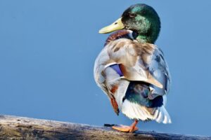 Scopri di più sull'articolo Il germano reale, una meraviglia della natura